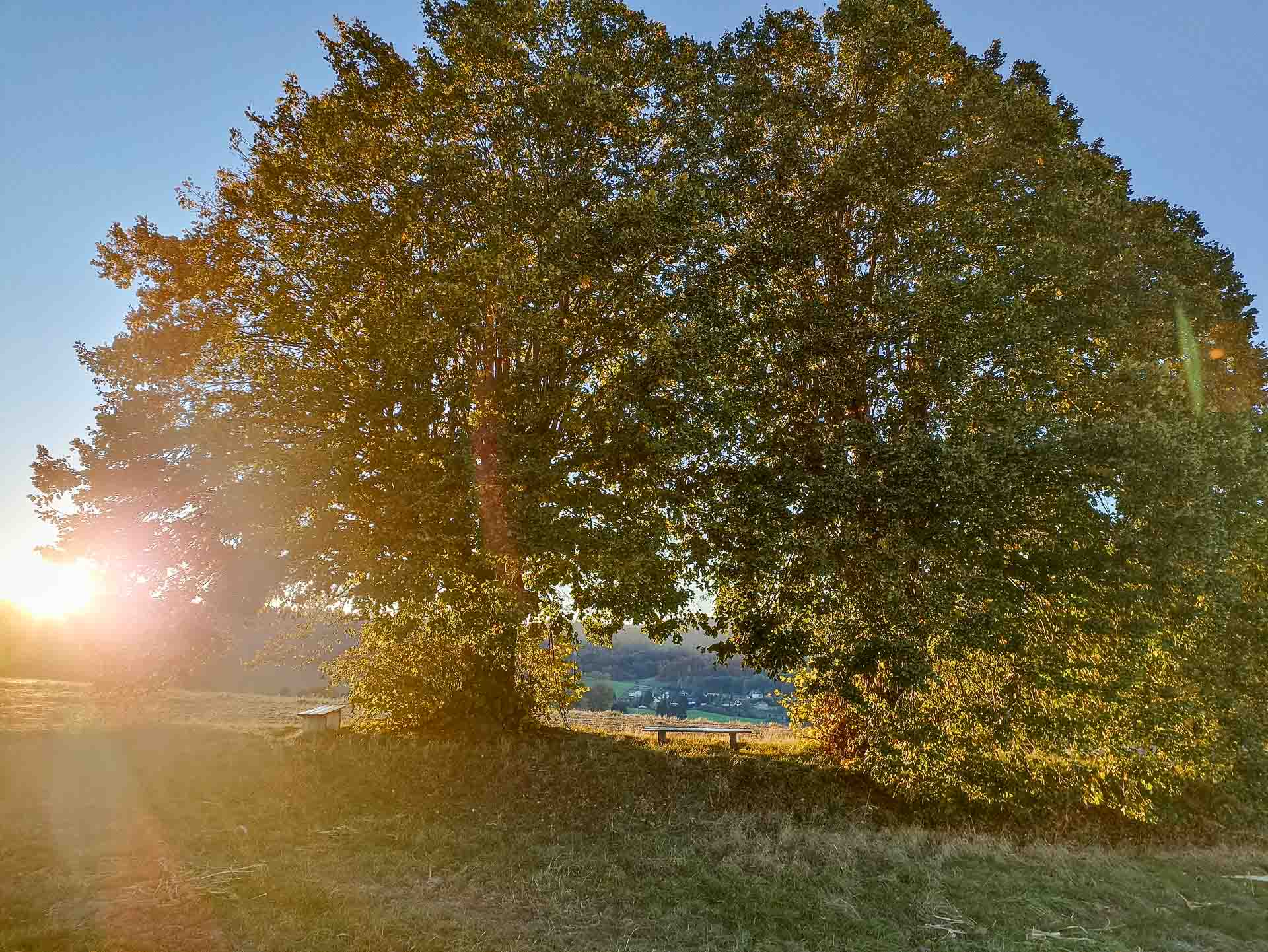 Die Trifftbäme in Mosbach